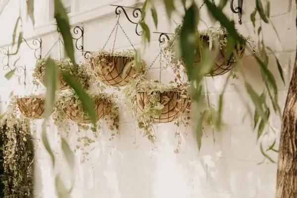 Plantas Pendentes: Como Criar um Efeito Cascata Natural no Seu Apê