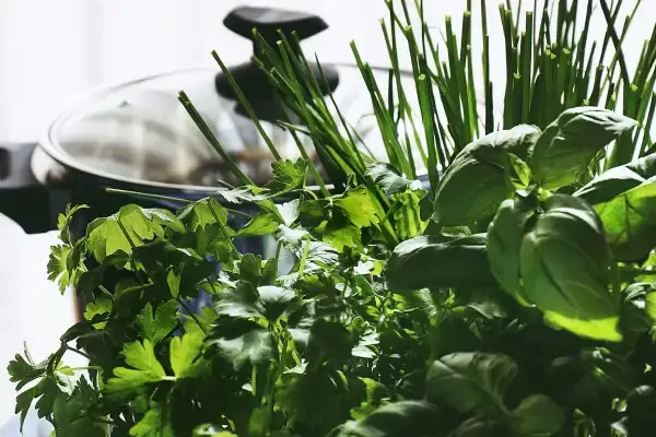 Jardim na Cozinha: As Melhores Plantas para Cultivar Perto do Fogão